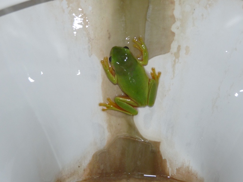 Frosch