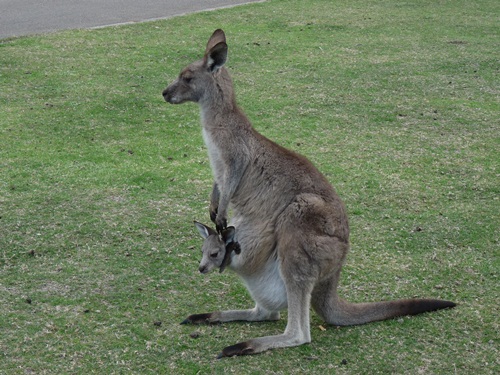 K&auml;ngurus