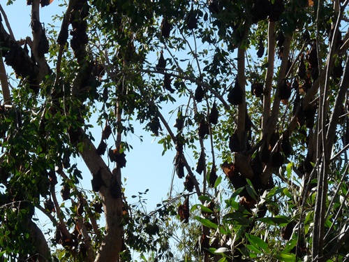 Flying Foxes