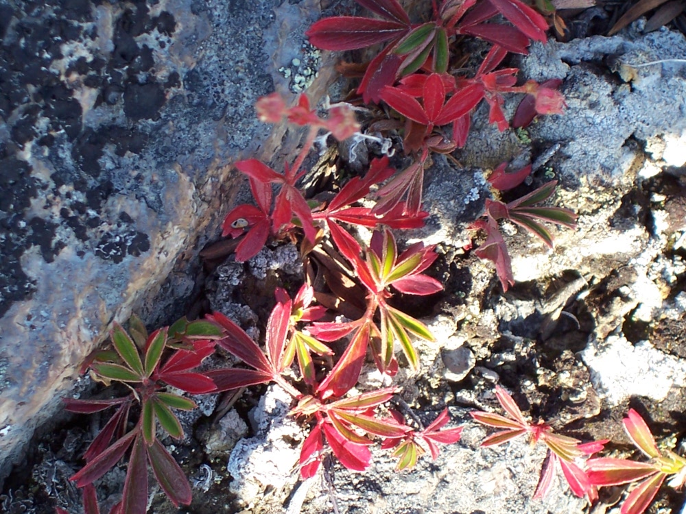 Arktische Vegetation