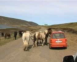 Pferde am Isafj&ouml;rdur