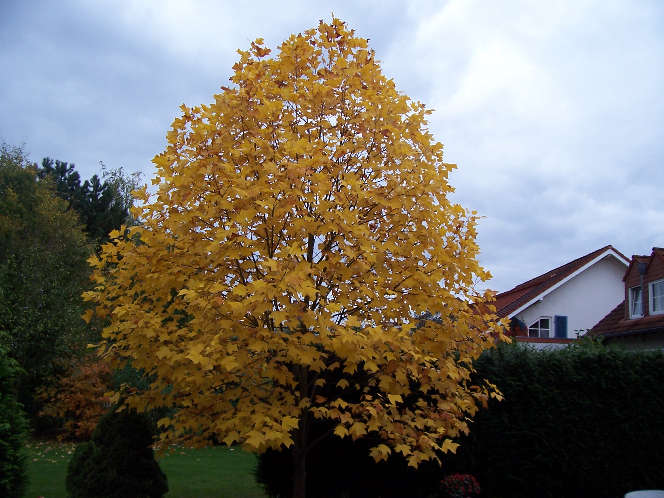 Tulpenbaum im Herbst